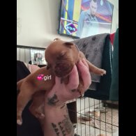 Dogue De Bordeaux - Both