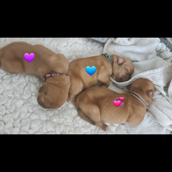 Dogue De Bordeaux - Both