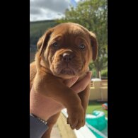 Dogue De Bordeaux - Both
