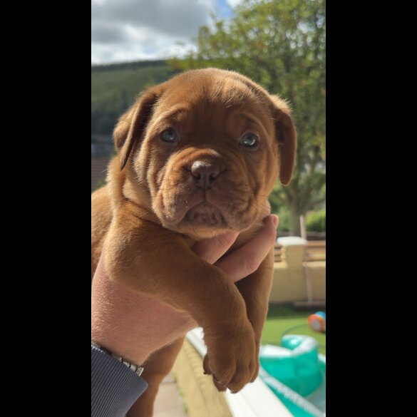 Dogue De Bordeaux - Both