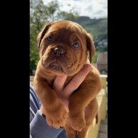 Dogue De Bordeaux - Both