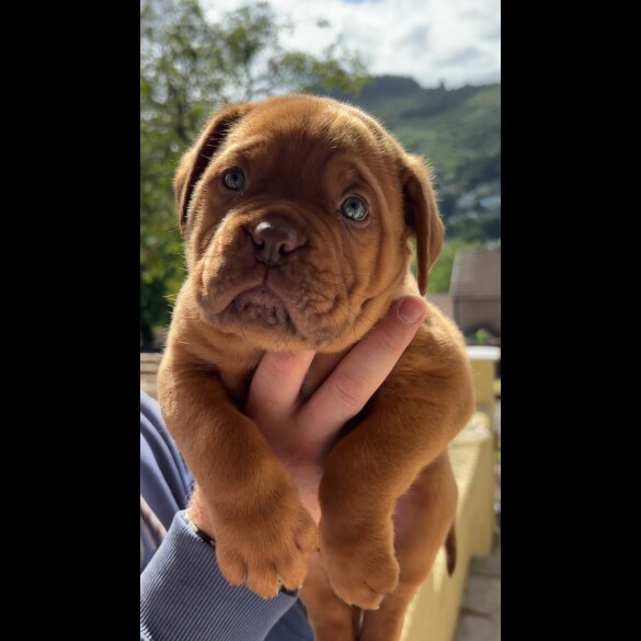 Dogue De Bordeaux - Both