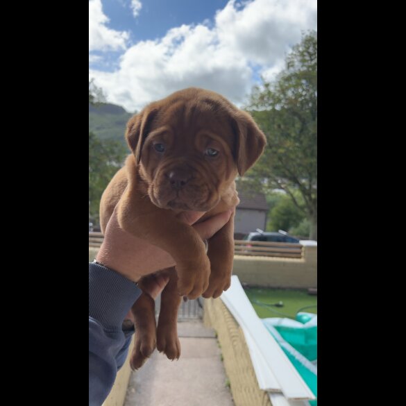 Dogue De Bordeaux - Both