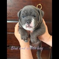 Dorset Olde Tyme Bulldogge - Both