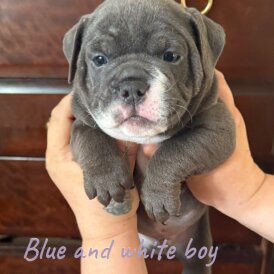Dorset Olde Tyme Bulldogge - Both