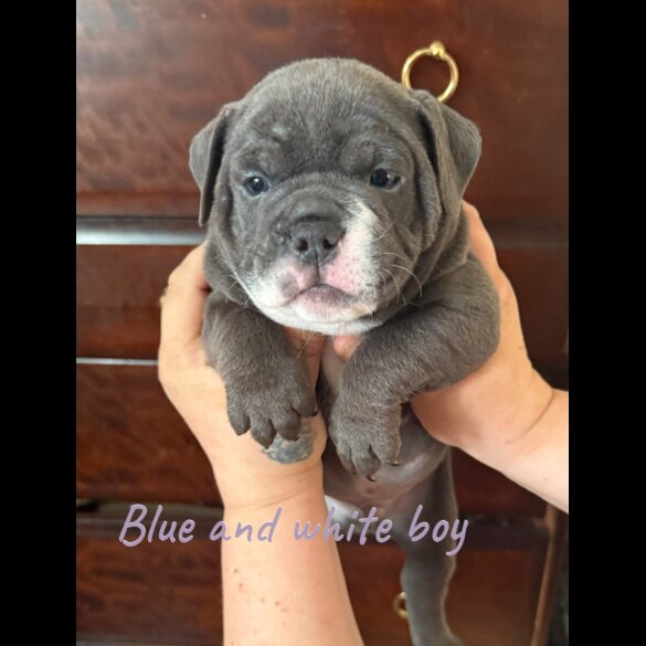 Dorset Olde Tyme Bulldogge - Both