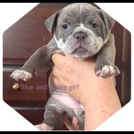 Dorset Olde Tyme Bulldogge - Both