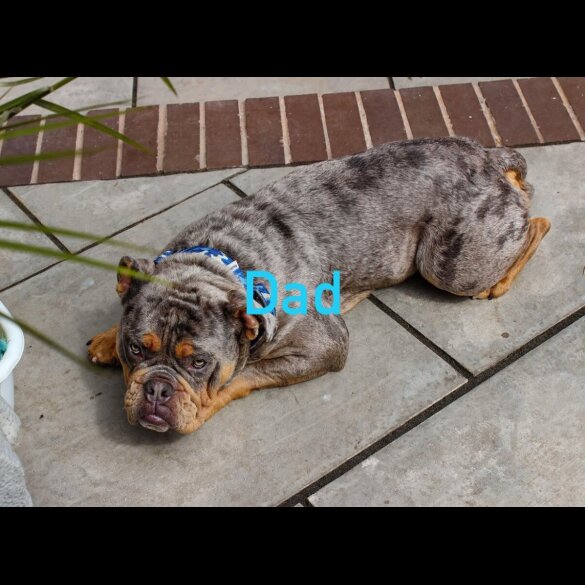 Dorset Olde Tyme Bulldogge - Both