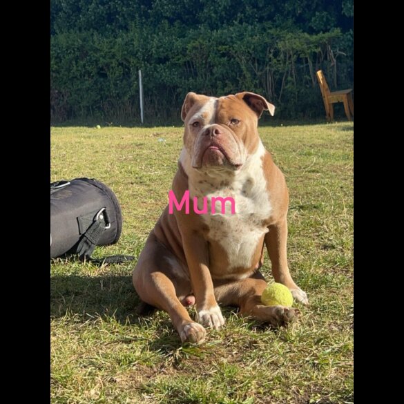 Dorset Olde Tyme Bulldogge - Both