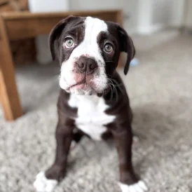 Dorset Olde Tyme Bulldogge - Both