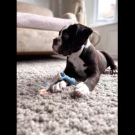 Dorset Olde Tyme Bulldogge - Both
