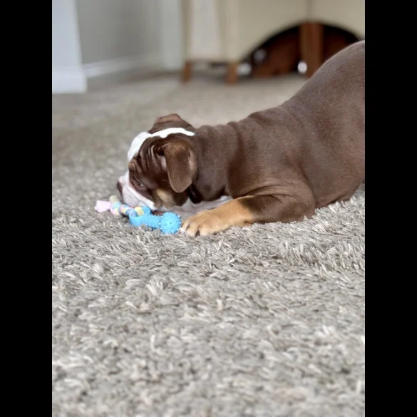 Dorset Olde Tyme Bulldogge - Both