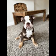 Dorset Olde Tyme Bulldogge - Both