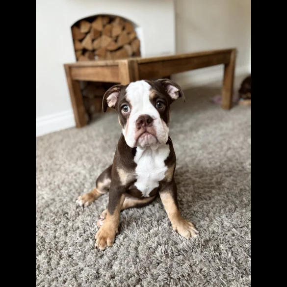 Dorset Olde Tyme Bulldogge - Both