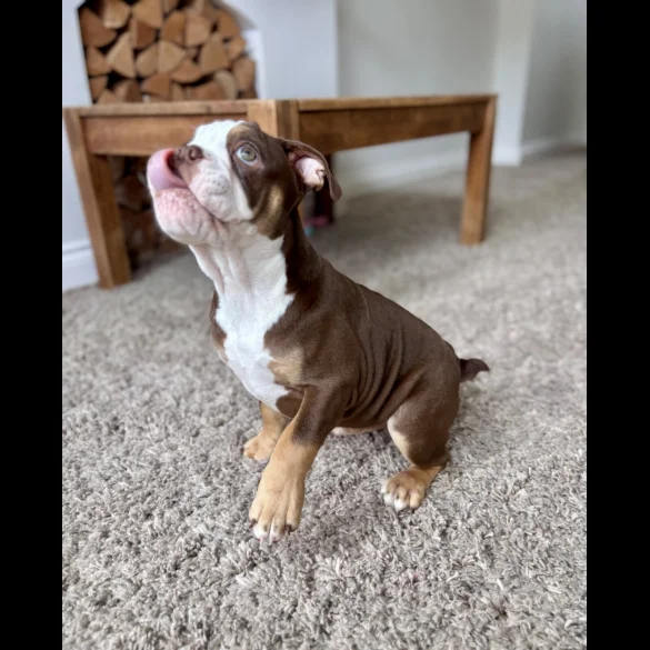 Dorset Olde Tyme Bulldogge - Both