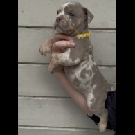 Dorset Olde Tyme Bulldogge - Both