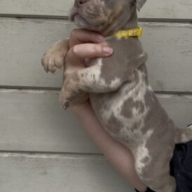 Dorset Olde Tyme Bulldogge - Both
