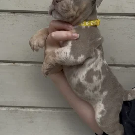 Dorset Olde Tyme Bulldogge - Both