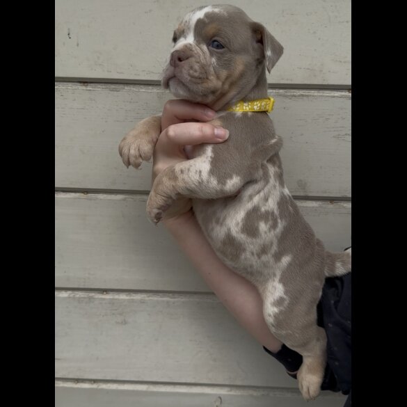 Dorset Olde Tyme Bulldogge - Both