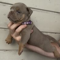 Dorset Olde Tyme Bulldogge - Both