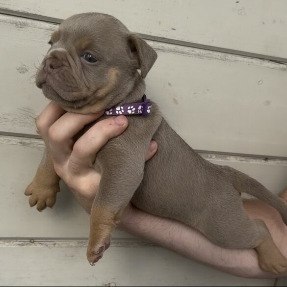 Dorset Olde Tyme Bulldogge - Both