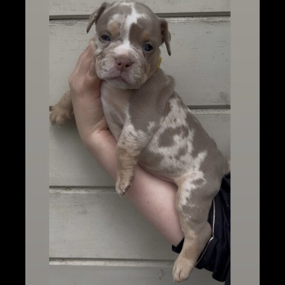 Dorset Olde Tyme Bulldogge - Both