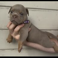 Dorset Olde Tyme Bulldogge - Both