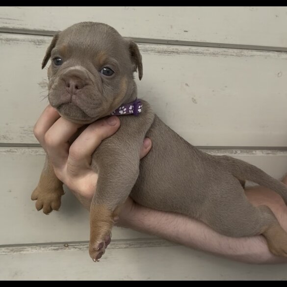 Dorset Olde Tyme Bulldogge - Both