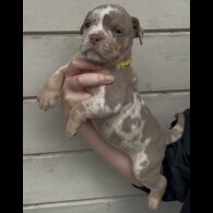 Dorset Olde Tyme Bulldogge - Both