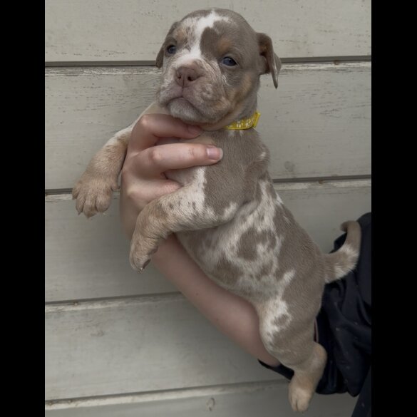 Dorset Olde Tyme Bulldogge - Both