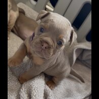 Dorset Olde Tyme Bulldogge - Both
