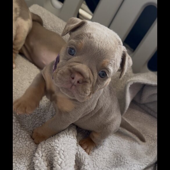 Dorset Olde Tyme Bulldogge - Both