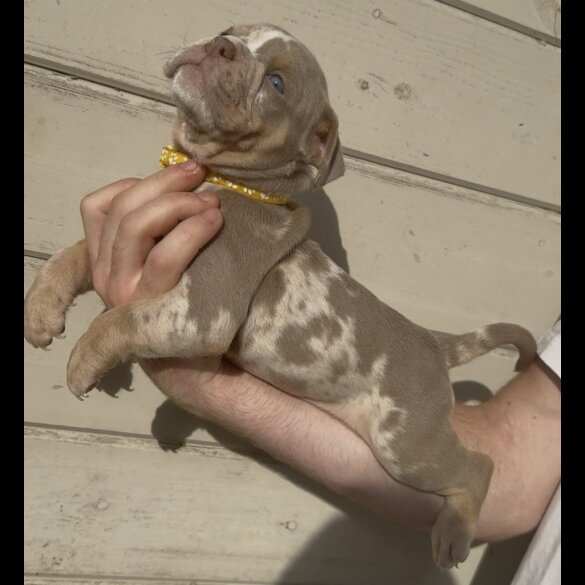Dorset Olde Tyme Bulldogge - Both