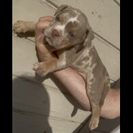 Dorset Olde Tyme Bulldogge - Both