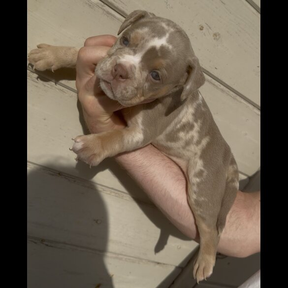 Dorset Olde Tyme Bulldogge - Both