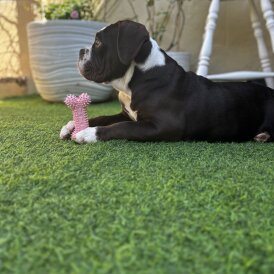 Dorset Olde Tyme Bulldogge - Both