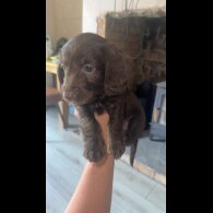 doxipoo - Both
