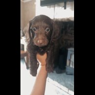 doxipoo - Both