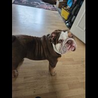 English Bulldog