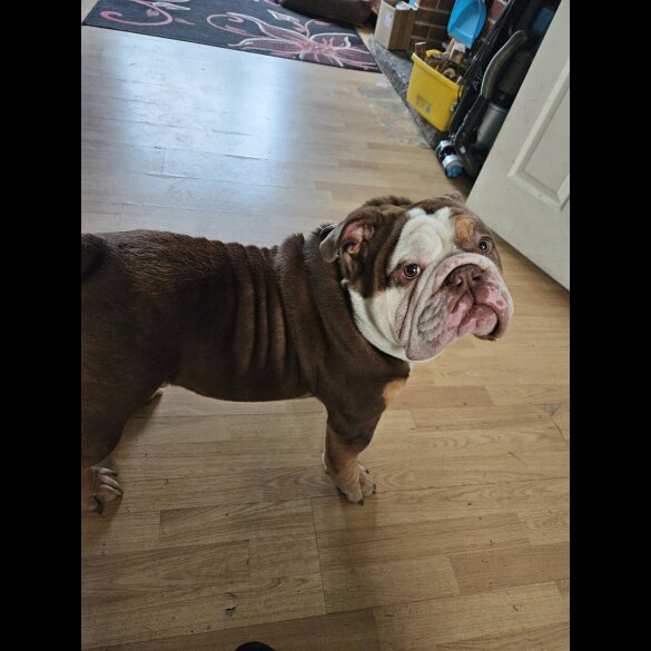 English Bulldog