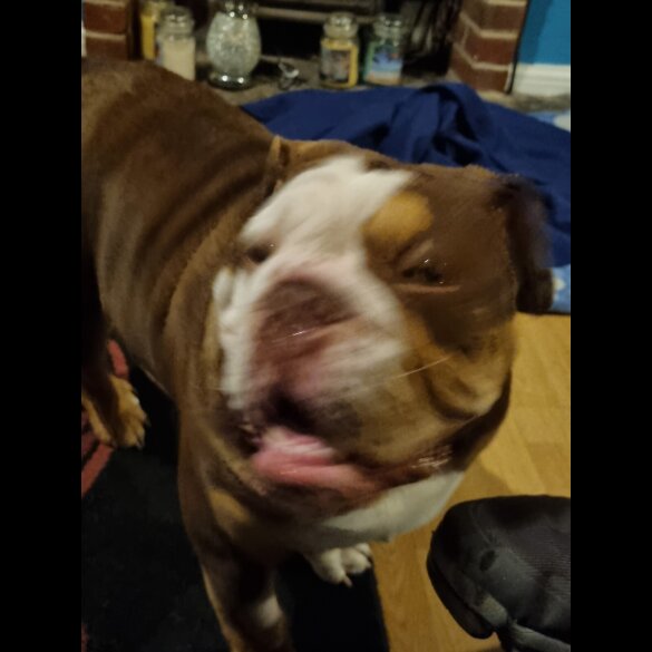 English Bulldog