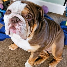 English Bulldog