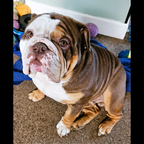English Bulldog