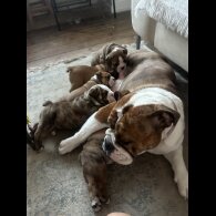 English Bulldog - Both