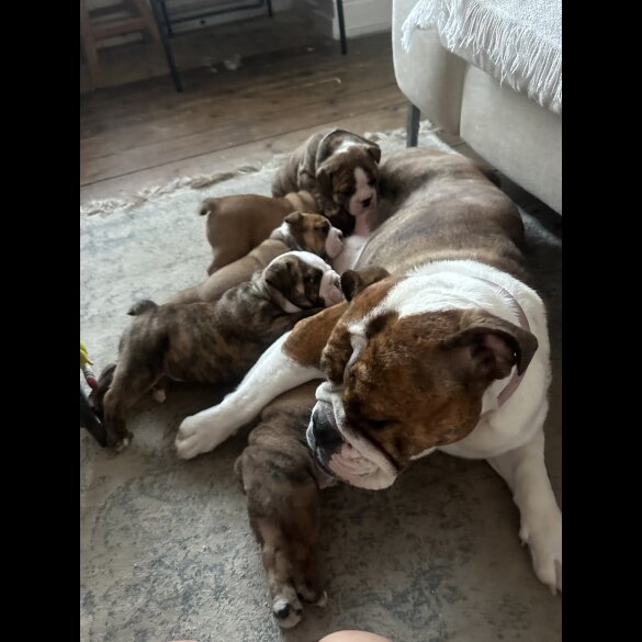 English Bulldog - Both