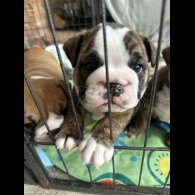 English Bulldog - Both