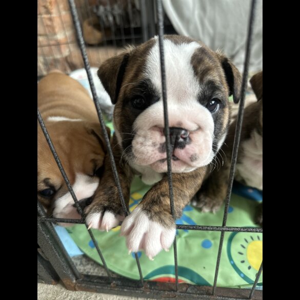 English Bulldog - Both