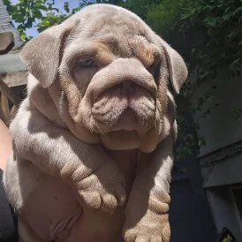 English Bulldog - Both