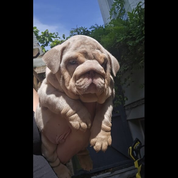 English Bulldog - Both