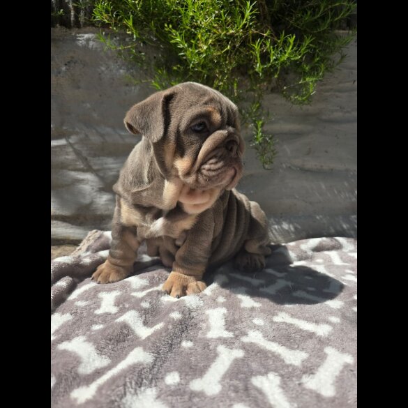 English Bulldog - Both